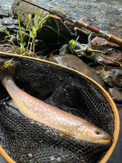 アメマスの釣果