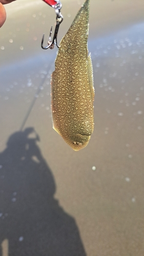 シタビラメの釣果