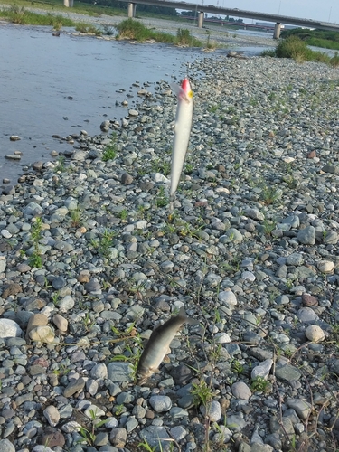 アユの釣果