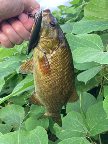 スモールマウスバスの釣果