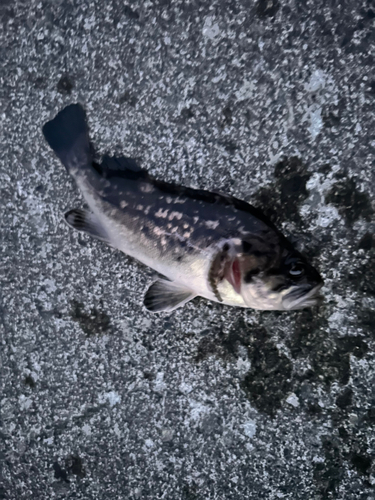 クロソイの釣果