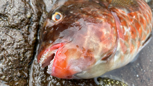 ブダイの釣果