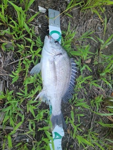 キビレの釣果