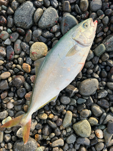 ワカシの釣果