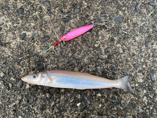 キスの釣果