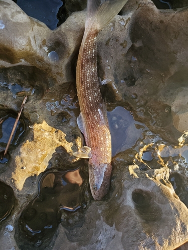 エソの釣果