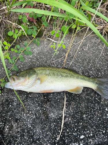 ブラックバスの釣果