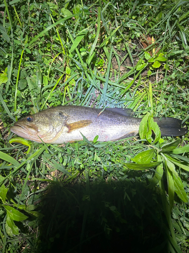 ラージマウスバスの釣果