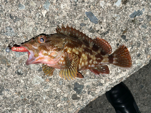 カサゴの釣果