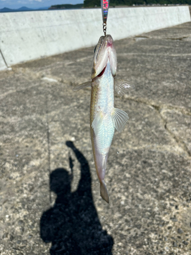 エソの釣果