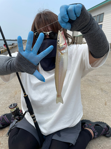 キスの釣果