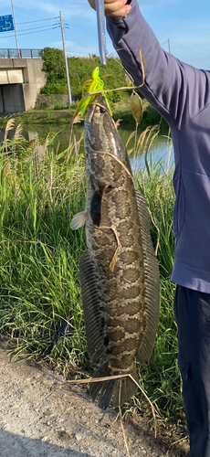 ライギョの釣果