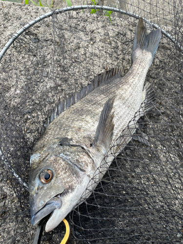 チヌの釣果