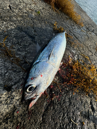 ソウダガツオの釣果