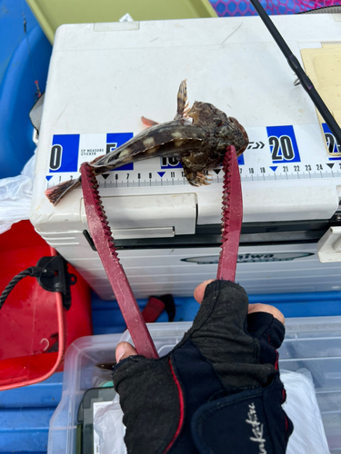 ガシラの釣果