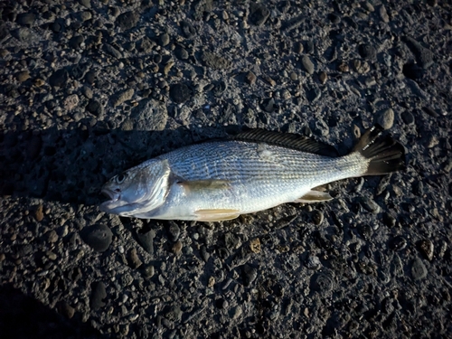 イシモチの釣果