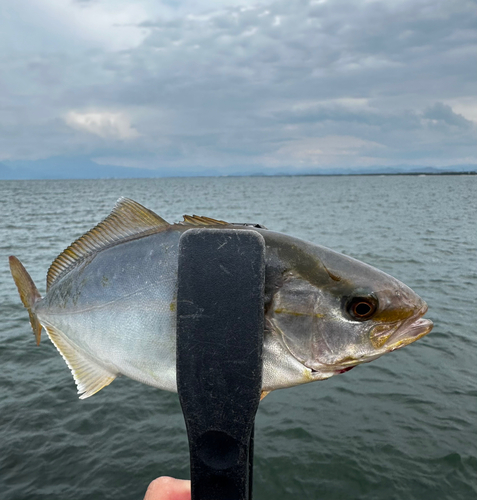 アカビラの釣果