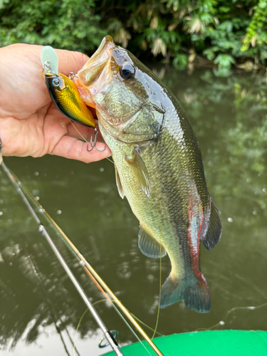 ラージマウスバスの釣果