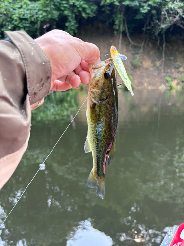 ラージマウスバスの釣果