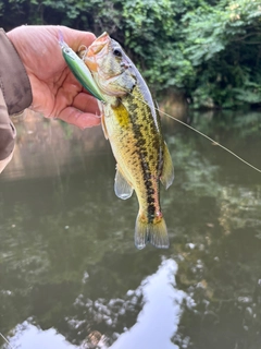 ラージマウスバスの釣果