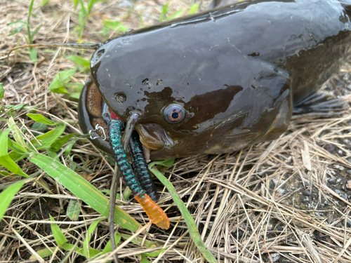 ナマズの釣果