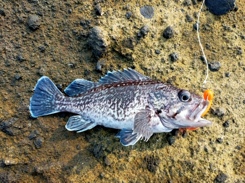 クロソイの釣果