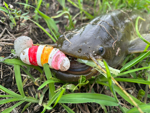 ナマズの釣果