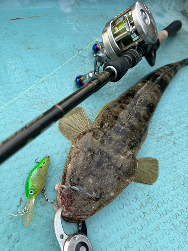 コチの釣果