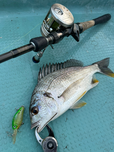 チヌの釣果