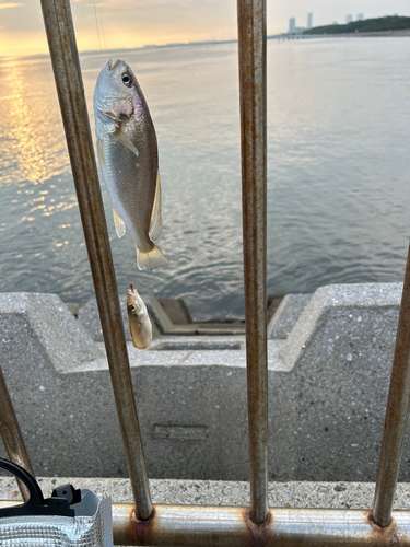 キスの釣果