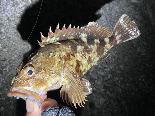 カサゴの釣果