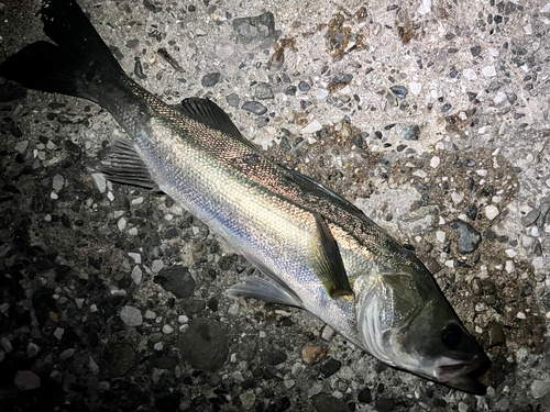 シーバスの釣果