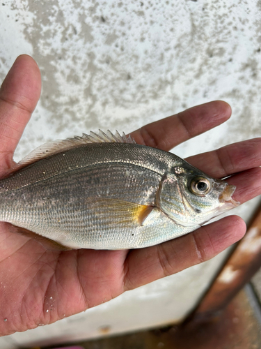 ウミタナゴの釣果