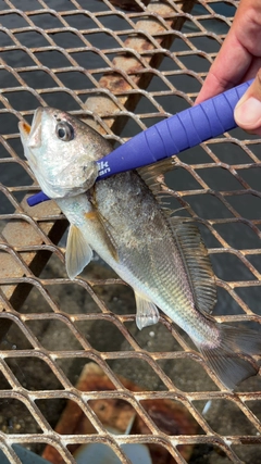 イシモチの釣果