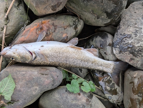 ウグイの釣果