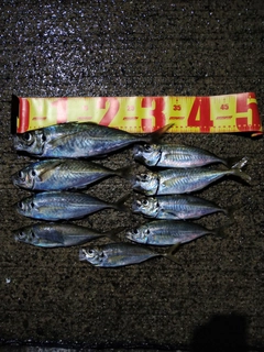 アジの釣果