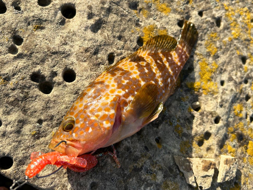 キジハタの釣果