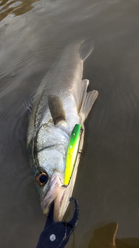 フッコ（マルスズキ）の釣果