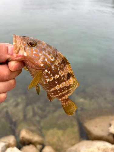 キジハタの釣果