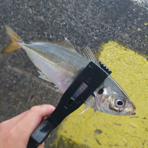 マアジの釣果