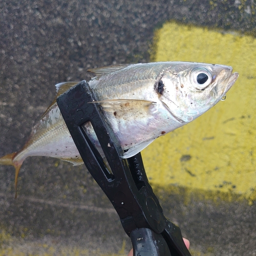 マアジの釣果