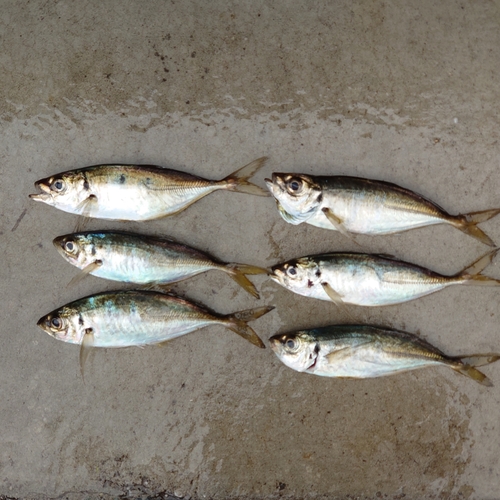 マアジの釣果