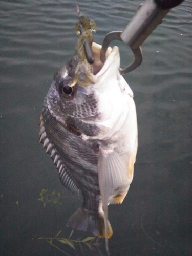 キビレの釣果