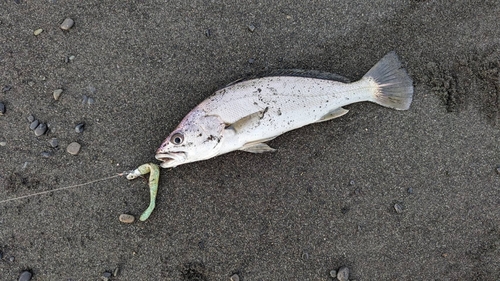 オオニベの釣果