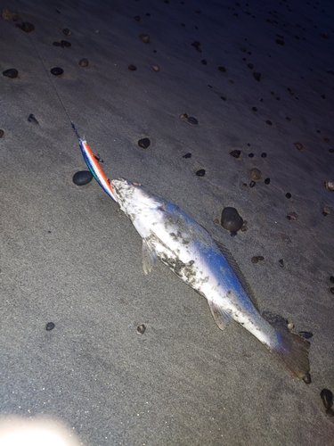 ニベの釣果