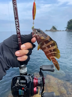 マハタの釣果