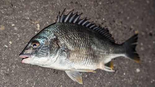 キビレの釣果