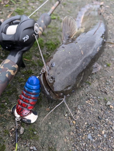 ナマズの釣果