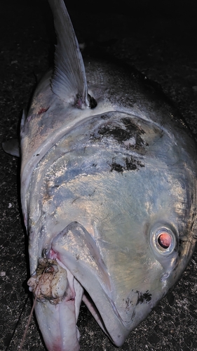 ロウニンアジの釣果