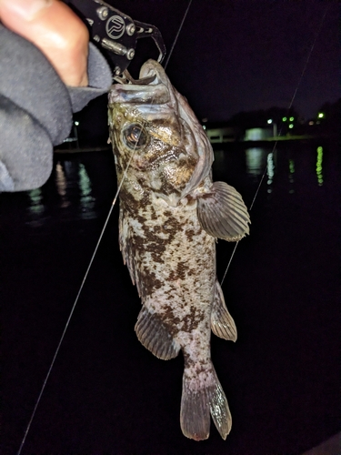 クロソイの釣果